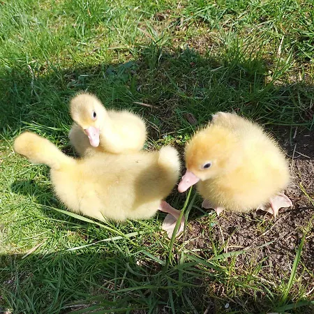 Appartamento Siedlisko Pili Pili Sorkwity Esterno foto
